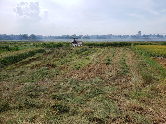 Các địa phương trong tỉnh Quảng Nam đang gấp rút thu hoạch diện tích lúa đang còn trên đồng ruộng. Ảnh: L.K.
