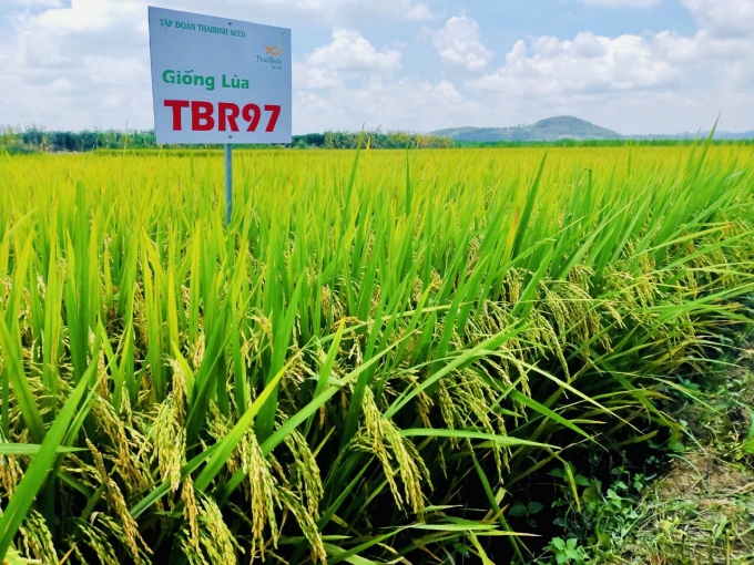 Giống lúa mới TBR97 có năng suất cao, chất lượng gạo ngon. Ảnh: L.K.