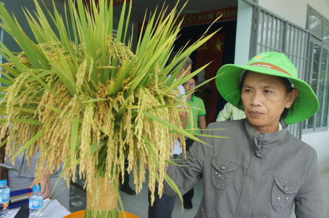 Nông dân Vạn Phú rất quan tâm giống lúa TBR97. Ảnh: L.K.