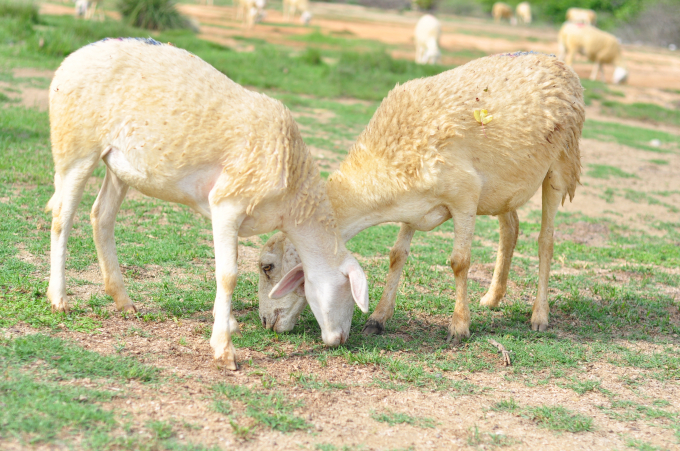 Cừu là sản phẩm đặc thù có lợi thế cạnh tranh của Ninh Thuận. Ảnh: M.P.