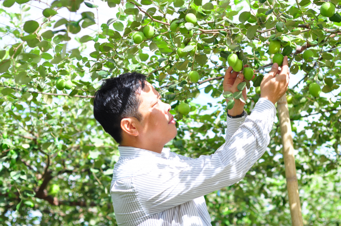Táo xanh là một trong 12 sản phẩm đặc thù của Ninh Thuận có giá trị kinh tế cao. Ảnh: M.P.