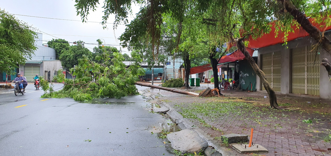 Do ảnh hưởng của bão số 6, đến trưa nay (11/10) tỉnh Quảng Ngãi đã có gió. Một số cây cối trên địa bàn TP Quảng Ngãi bị quật ngã. Ảnh: L.K.