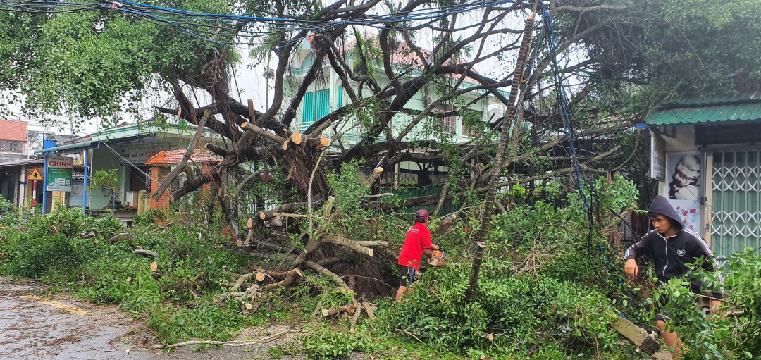 Gió bão khiến một cây cổ thụ ven đường xuống xã Bình Châu (huyện Bình Sơn) bị đỗ ngã đè lên cột điện gần đó gây mất điện trong khu vực. Người dân và lực lượng chức năng đã nhanh chóng tiến hành công tác khắc phục hậu quả. Ảnh: L.K.