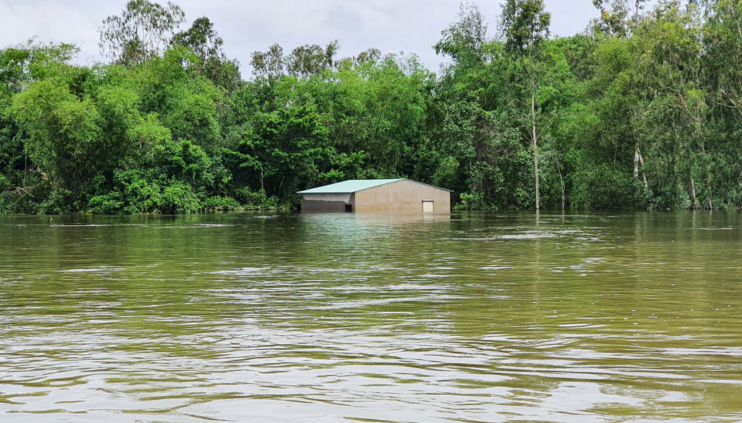 4 bề là nước, các hộ gia đình bị ngập sâu ở xã Tam Thăng phải di duyển đến nơi cao ráo, kiên cố để đảm bảo an toàn.