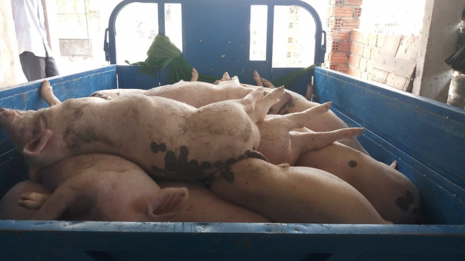 Tỉnh Quảng Nam đã tiêu hủy hơn 1.300 con lợn bị nhiễm dịch tả lợn Châu Phi kể từ khi dịch bệnh này tái phát. Ảnh: L.K.