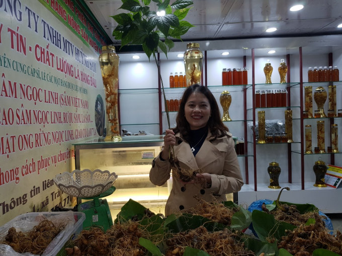 Cây sâm Ngọc Linh tại Phiên chợ sâm Ngọc Linh ở huyện Nam Trà My. Ảnh: H.T.
