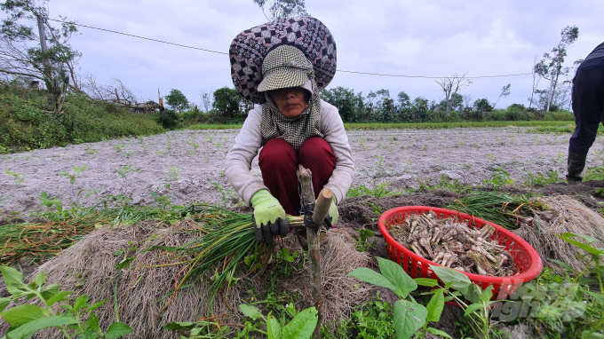 Nhiều diện tích kiệu Tết của người dân huyện Thăng Bình (tỉnh Quảng Nam) hư hại do mưa lũ, năng suất giảm. Ảnh: L.K.