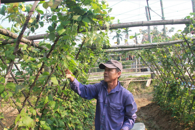 Nhiều hộ trồng rau ở Quảng Nam than thở vì giá cả năm nay xuống quá thấp. Ảnh: L.K.