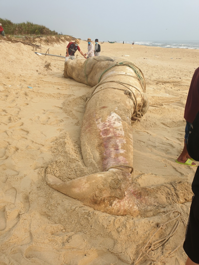 Xác cá voi đang trong trạng thái phân hủy nặng trôi dạt vào bờ biển Quảng Nam. Ảnh: HA.