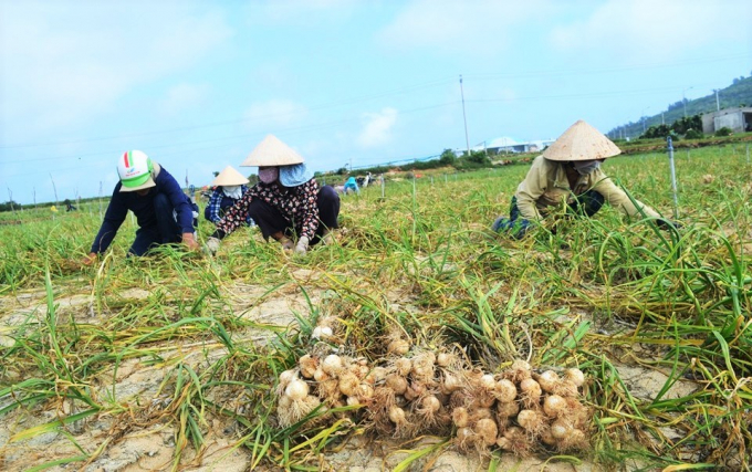 Huyện Lý Sơn lo ngại việc vận chuyển tỏi nơi khác về đảo để trà trộn sẽ ảnh hưởng đến uy tín của thương hiệu tỏi Lý Sơn. Ảnh: L.K.