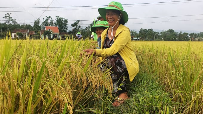 Người dân huyện Nông Sơn (Quảng Nam) rất hài lòng về những ưu điểm mà giống lúa TBR97 đã thể hiện trên đồng đất địa phương. Ảnh: L.K.