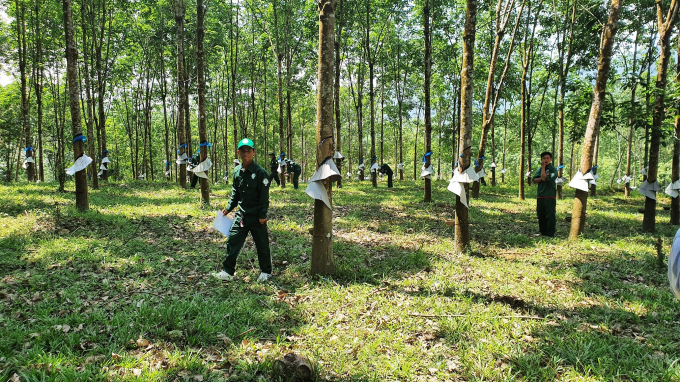 Cty Cao su Quảng Nam hiện đang quản lý gần 5.900 ha cao su tại 6 huyện, 18 xã ở tỉnh Quảng Nam. Ảnh: L.K.