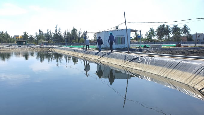 The pond’s input water is treated to ensures a clean living environment for shrimp at Mr. Thanh's shrimp farm. Photo: L.K.
