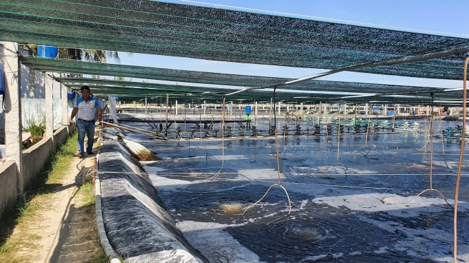 All of Mr. Thanh's shrimp ponds use treated water creating favorable conditions for shrimp to grow and develop well. Photo: L.K.