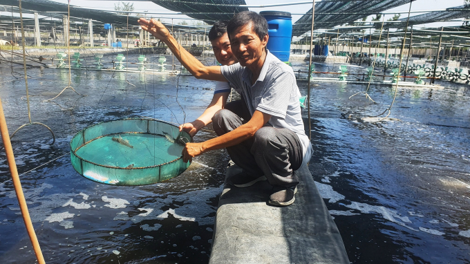 Mr. Thanh said that shrimp living in clean water will grow very fast without disease thus grower can avoid loss and limit many risks. Photo: L.K.