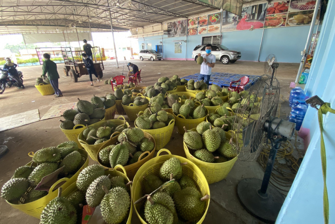 Các thương lái thu mua số lượng sầu riêng nhỏ giọt vì không thể lưu thông hành hóa. Ảnh: Quang Yên.