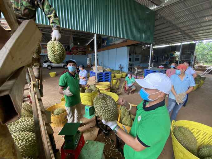 In localities which are not under Directive No.16, growers harvest and sell their fruits to wholesalers. Photo: Quang Yen.