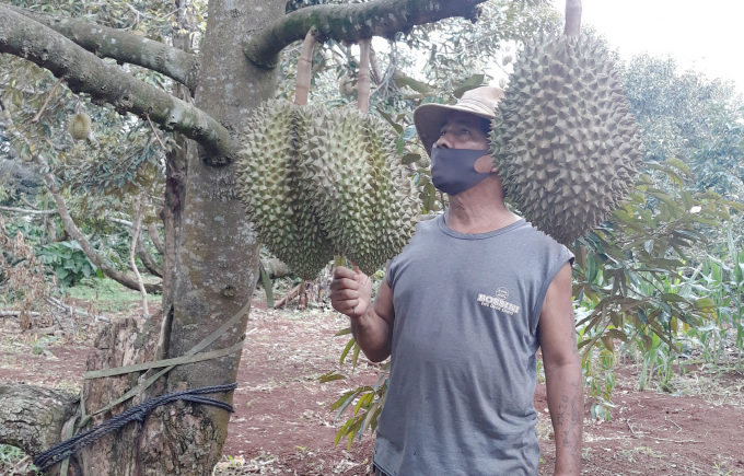 Y H'Rah always stands and fidgets because durian harvest is already under way but no trade come to buy durians. Photo: Quang Yen.