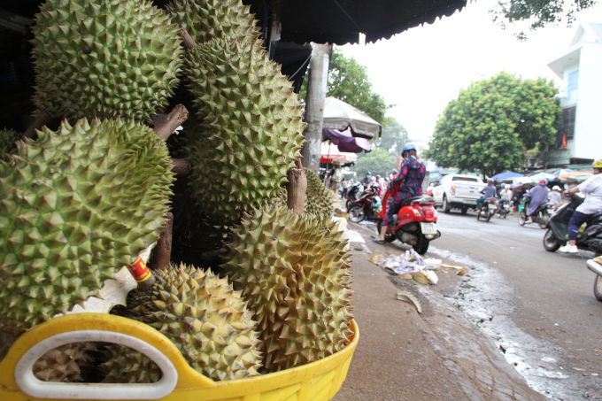 Dak Lak's bumper durian crop but it's hard to find market. Photo: Quang Yen.