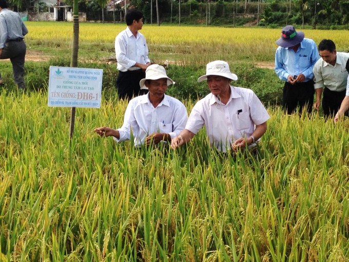 Giám đốc sở NN và PTNT Quảng Ngãi đánh giá giống lúa ĐH 6-1 (QNg6) tại Trạm giống cây NN Đức Hiệp, thuộc Trung tâm giống Quảng Ngãi.