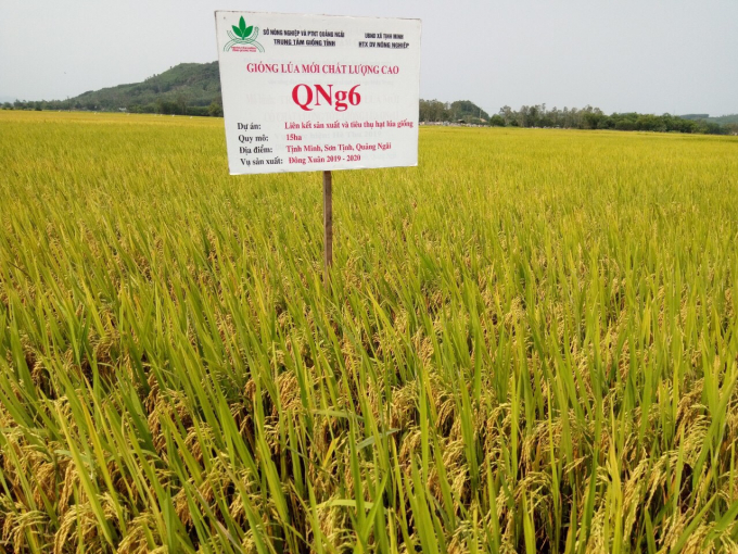 The rice variety QNg6 has been incorporated in many provinces in the South Central and Central Highlands. Photo: L.H.T.