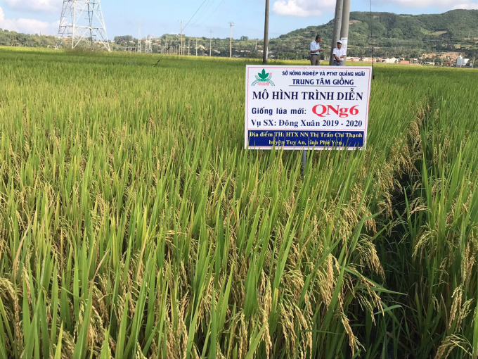 Quang Ngai Seed Center has selected 3 high-yielding and good quality rice varieties from the scientific topic. Photo: L.H.T.