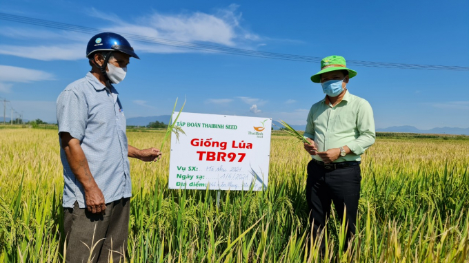 Mô hình sản xuất lúa TBR97 tại HTX Nông nghiệp Điện Phong (Thị xã Điện Bàn, Quảng Nam) thực hiện được nông dân đánh giá cao. Ảnh: T.P.