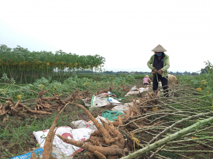 Diện tích sắn ở những vùng trũng thấp đang được thu hoạch sớm tránh ngập úng, hư hại. Ảnh: N.Đ.