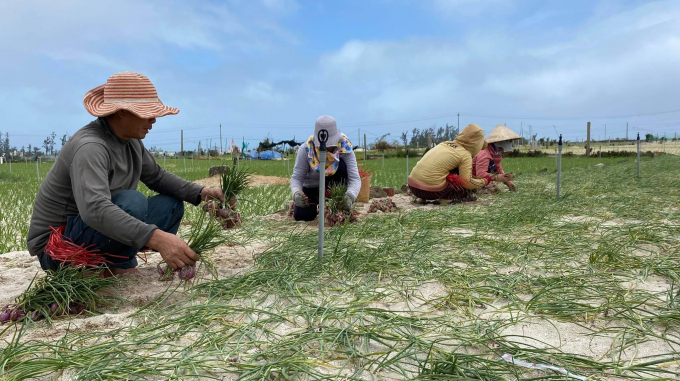 Một số hộ dân tranh thu thu hoạch hành để tránh bị hư thối sau bão. Ảnh: N.Đ.