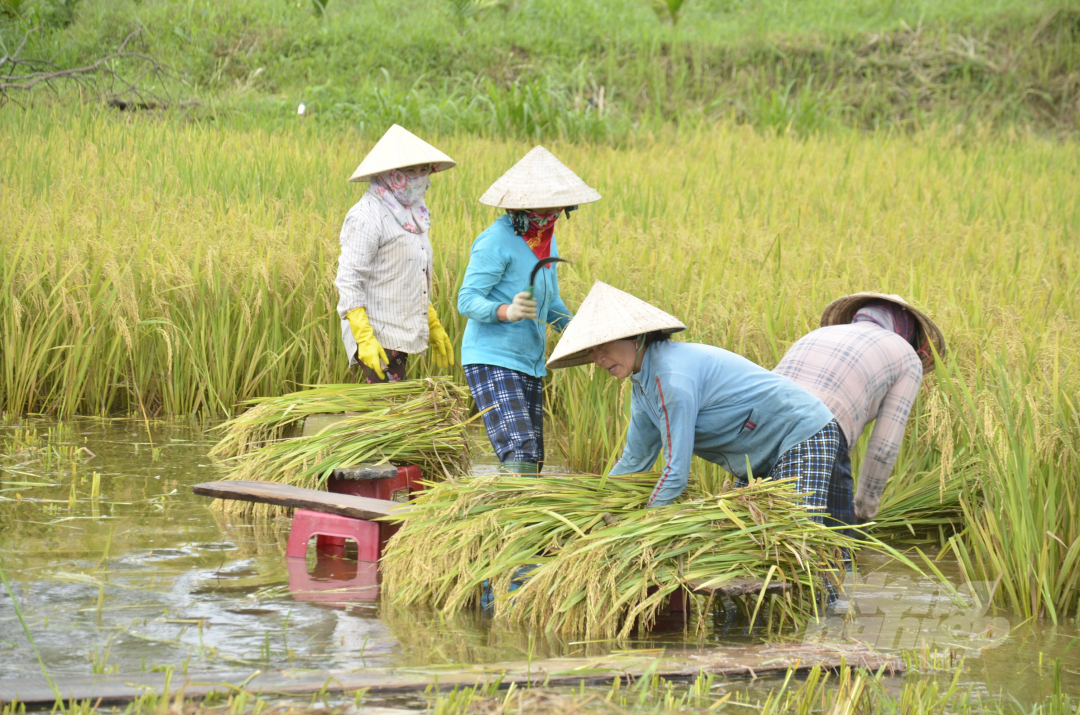 Để giảm thiểu thiệt hại, sau khi trời ngớt mưa, người dân tranh thủ ra đồng thu hoạch. Nếu ngâm nước lâu, hạt lúa sẽ nảy mầm thì xem như toàn bộ công sức, chi phí đầu tư bỏ ra đều mất hết.