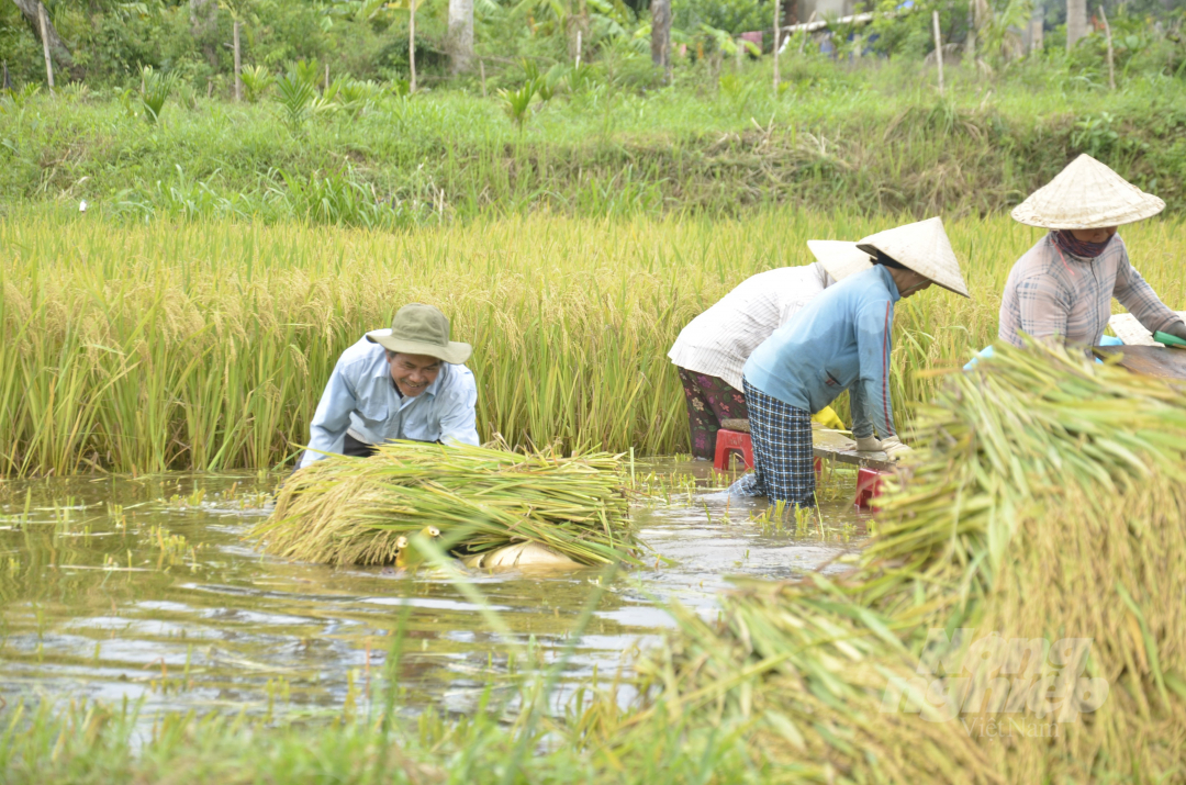 Đến thời điểm này, nước trên các cánh đồng lúa ở Quảng Ngãi đang rút nhưng rất chậm. Để bông lúa sau khi gặt khỏi ngấm thêm nước, người dân phải sử dụng bè chuối vận chuyển vào bờ.