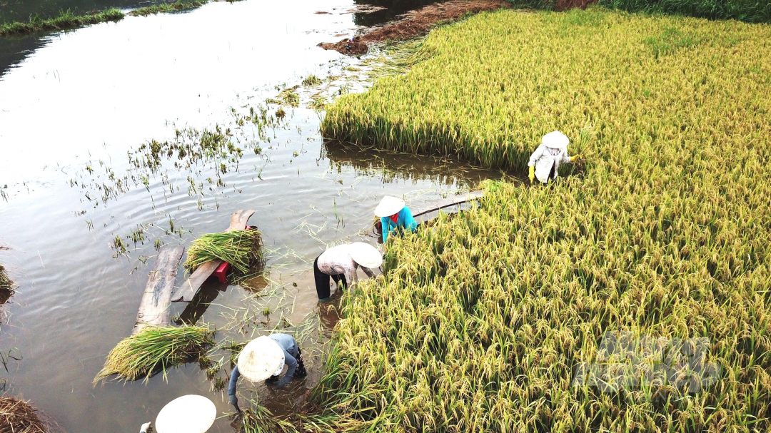 Tất cả những diện tích lúa bị ngập nước không thể sử dụng phương tiện cơ giới thu hoạch mà phải gặt bằng tay nên tiến độ rất chậm.