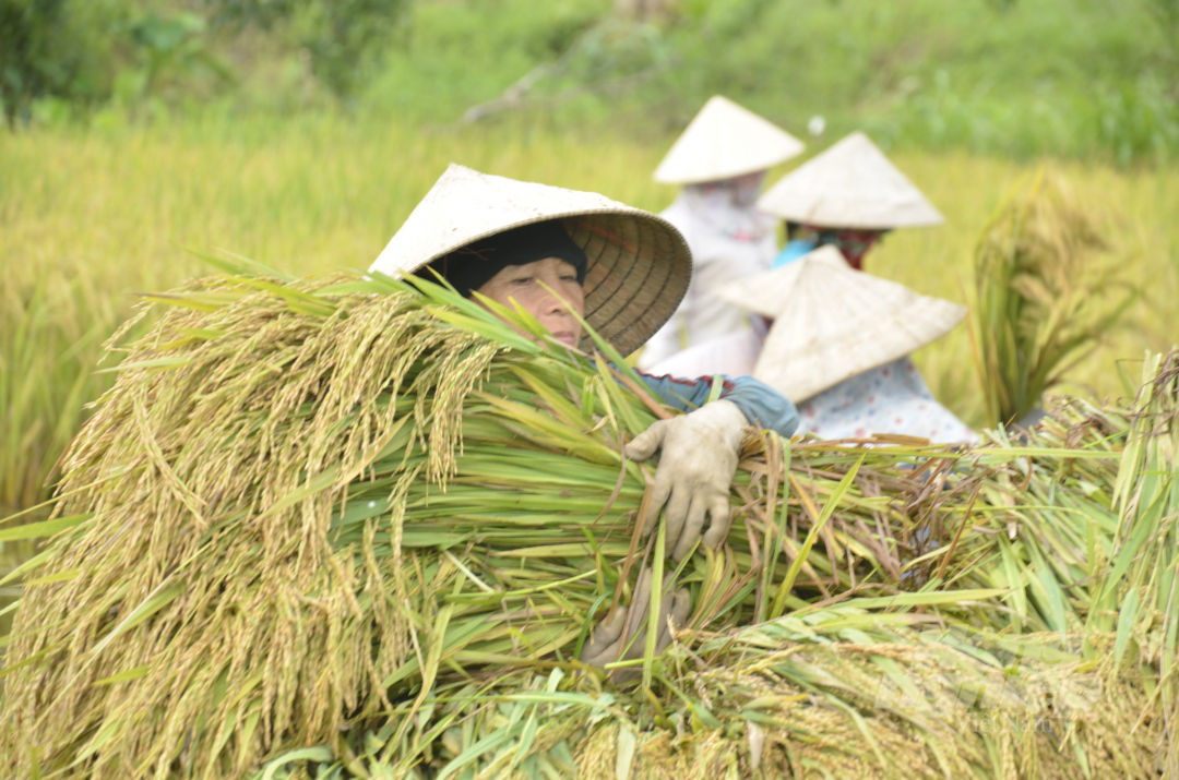 Gia đình bà Trần Thị Yến (trú xã Hành Tín Đông, huyện Nghĩa Hành, tỉnh Quảng Ngãi) có 1,5 sào lúa bị ngập nước. Để thu hoạch kịp thời, bà Yến phải thuê 10 người gặt tay với chi phí 1 triệu đồng. Như vậy, tính ra, gia đình bà không có lãi, nếu không muốn nói là còn thua lỗ.