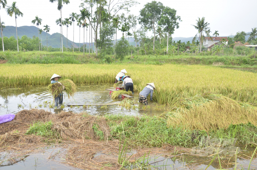 Nhiều đám ruộng đến nay vẫn còn ngập rất sâu, quá đầu gối, gây khó khăn cho việc thu hoạch.