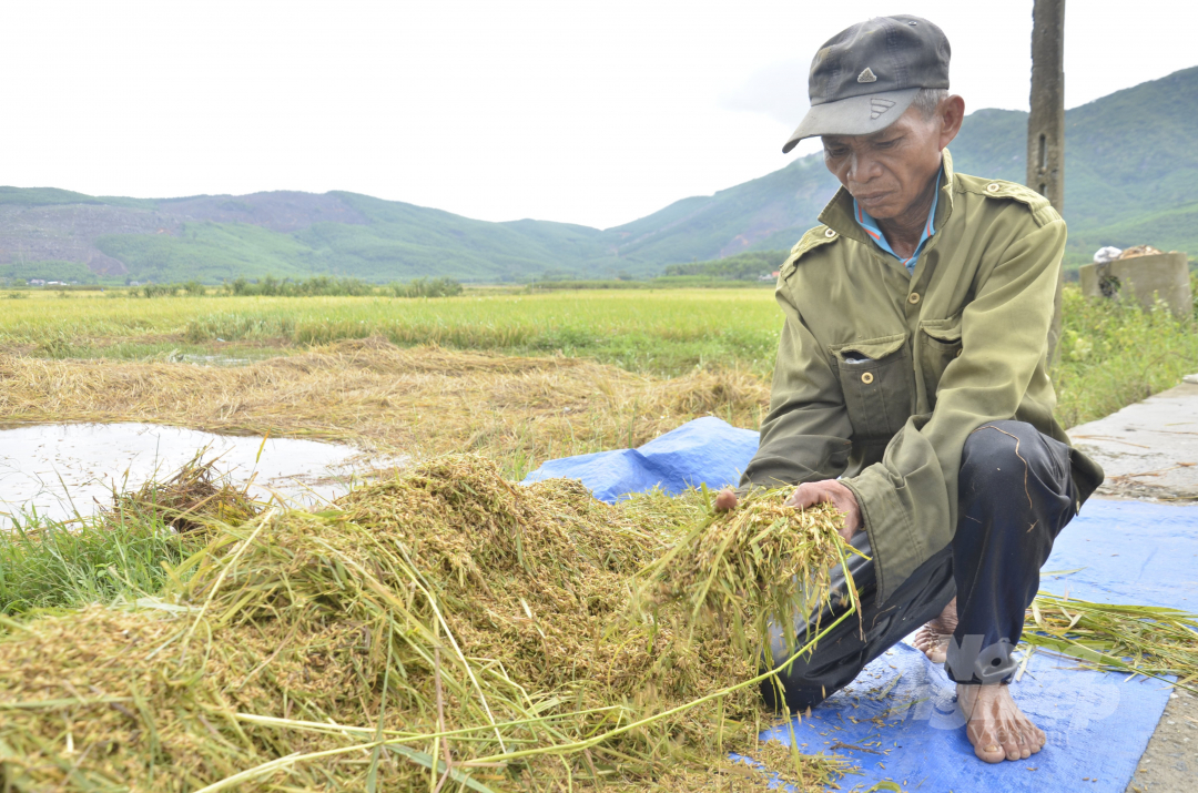 Ông Trần Đức Oanh (trú xã Hành Thiện, huyện Nghĩa Hành, tỉnh Quảng Ngãi) cho biết, vụ hè thu này, gia đình ông sản xuất 3 sào lúa. Tuy nhiên, mưa lớn trong bão số 5 khiến cho toàn bộ ngập nước, hạt lúa đã nảy mầm, khó có thể cứu vãn được. Vụ này ông đối mặt với nguy cơ mất trắng.