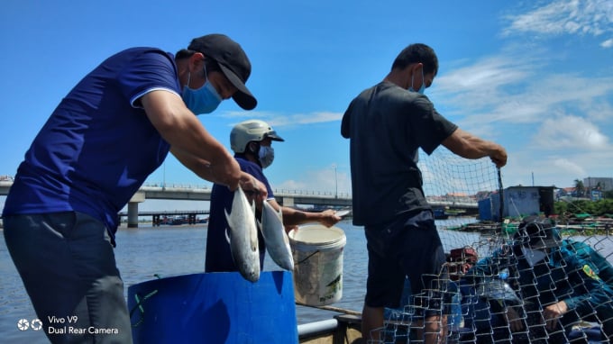 Lực lượng chức năng TP Quảng Ngãi hỗ trợ người dân xã Nghĩa An thu hoạch cá lồng bè trên sông Phú Thọ. Ảnh: Q.V.