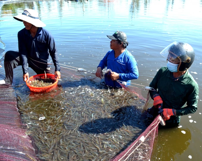 Diện tích nuôi tôm trên địa bàn tỉnh Quảng Nam hiện nay xấp xỉ 3.000ha nhưng chủ yếu vẫn là quy mô nuôi nhỏ lẻ. Ảnh: Lê Khánh.