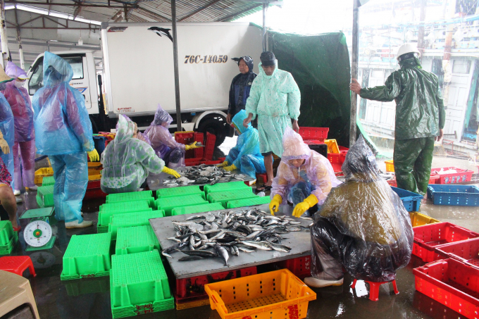 Trong thời gian tới, ngành thủy sản Quảng Nam đã đưa ra những biện pháp để vừa đảm bảo hoạt động khai thác vừa phòng chống dịch bệnh. Ảnh: Đ.T.