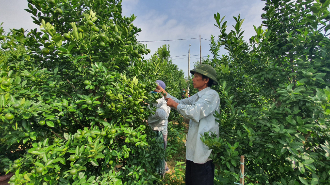 Hiện nay, các nhà vườn ở TP Hội An (Quảng Nam) đang tất bật chăm sóc vườn quất cảnh để phục vụ cho thị trường Tết Nguyên đán Nhâm Dần. Ảnh: L.K.