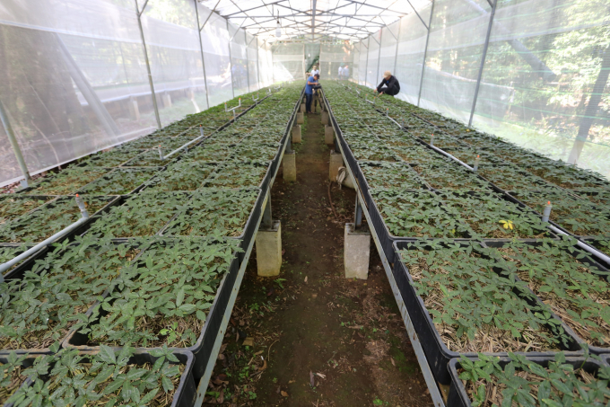 Current measures for controlling pests and diseases on Ngoc Linh ginseng applied in the nursery still have very low efficiency. Photo: L.K.