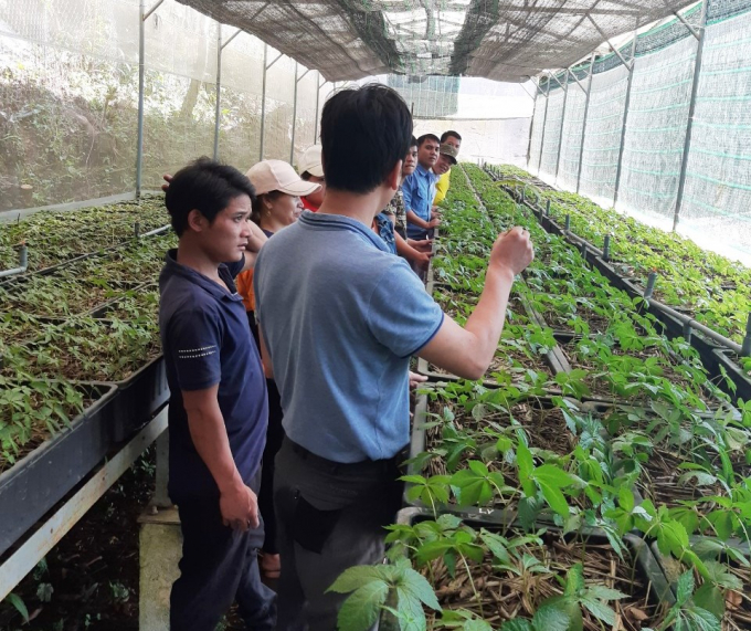 Farmers are trained on pest control for Ngoc Linh ginseng. Photo: L.K.