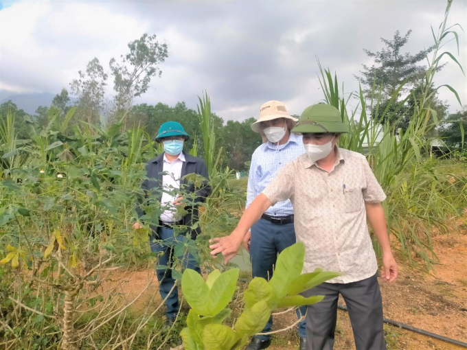 Trung tâm Bảo vệ thực vật miền Trung phối hợp với ngành chức năng tỉnh Quảng Nam kiểm tra về tình hình sinh vật gây hại trên cây trồng. Ảnh: A.T.