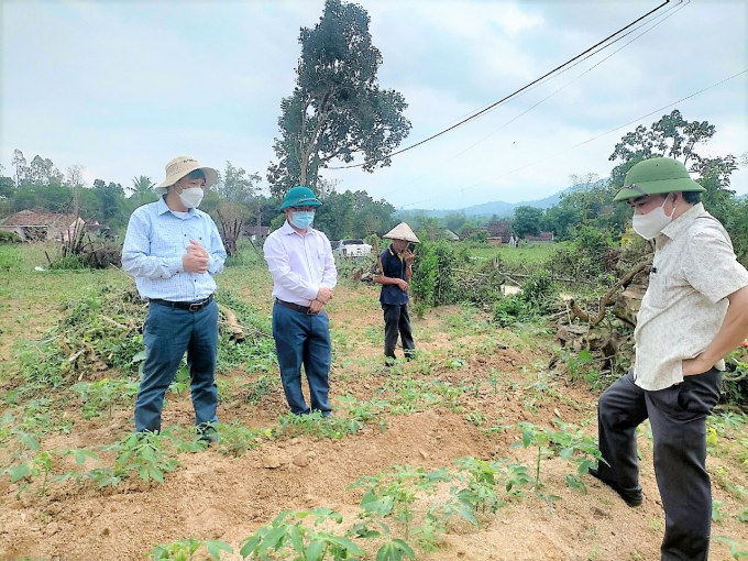 Bệnh Khảm lá tiếp tục gây hại trên cây sắn trồng mới ở huyện Quế Sơn (Quảng Nam). Ảnh: A.T.