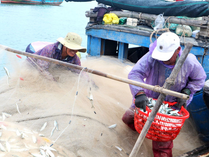 Sau vài giờ đánh bắt, các tàu có thể thu về từ vài tạ đến vài tấn cá trích, lãi hàng trăm ngàn đến vài triệu đồng. Ảnh: L.K. 