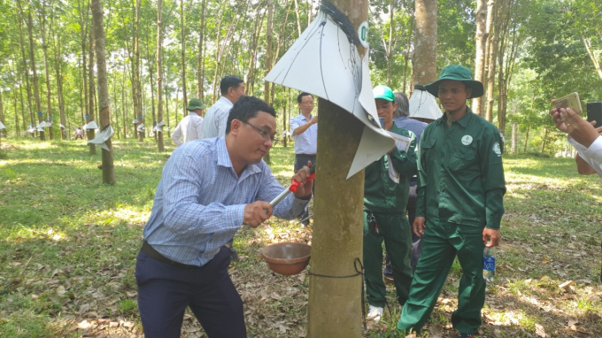 Currently, Quang Nam Rubber Company is managing nearly 5,900ha of gardens spread across 6 districts and 18 communes. Photo: L.K.