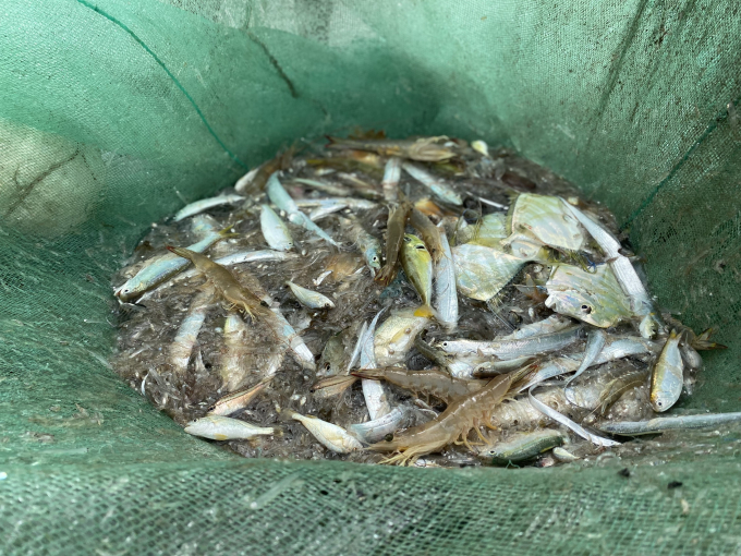 Nhiều loại hải sản thu được sau 1 lượt kéo lưới rùng. Ảnh: L.K.