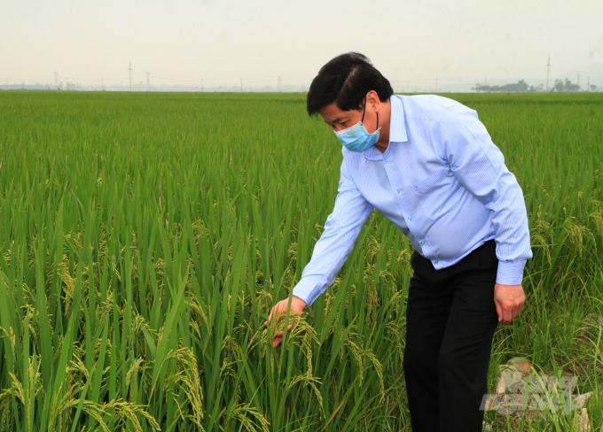 Thứ trưởng Bộ NN-PTNT Lê Quốc Doanh kiểm tra lúa vụ đông xuân 2019 - 2020 tại Bắc Trung Bộ. Ảnh: Việt Khánh.