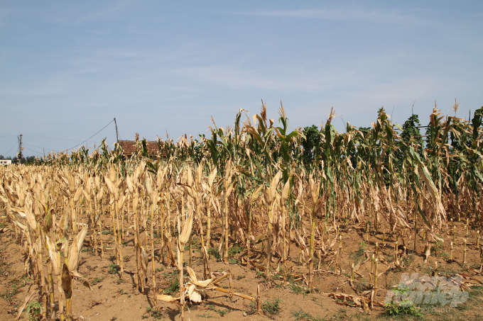 Hạn nặng ảnh hưởng nghiêm trọng đến cây trồng vùng Bắc Trung Bộ. Ảnh: Việt Khánh.