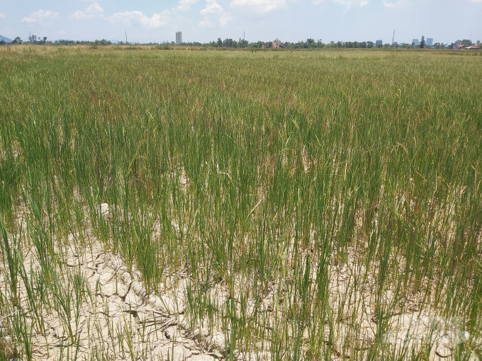 Chuyển đổi những diện tích trồng lúa kém hiệu quả là phương án cần làm. Việt Khánh.