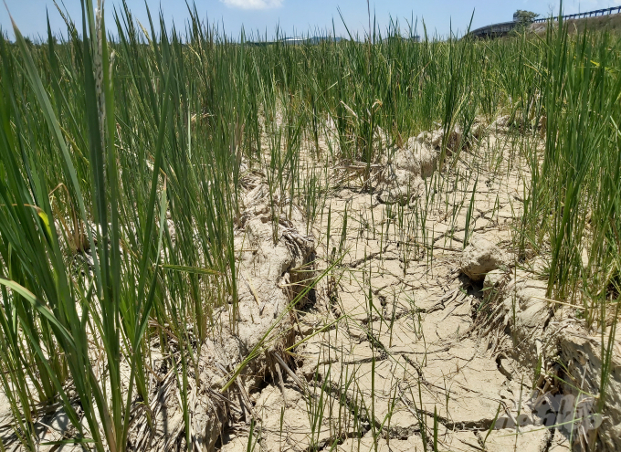 Thiếu nước ảnh hưởng nghiêm trọng đến tiến độ sinh trưởng của cây lúa. Ảnh: Việt Khánh.